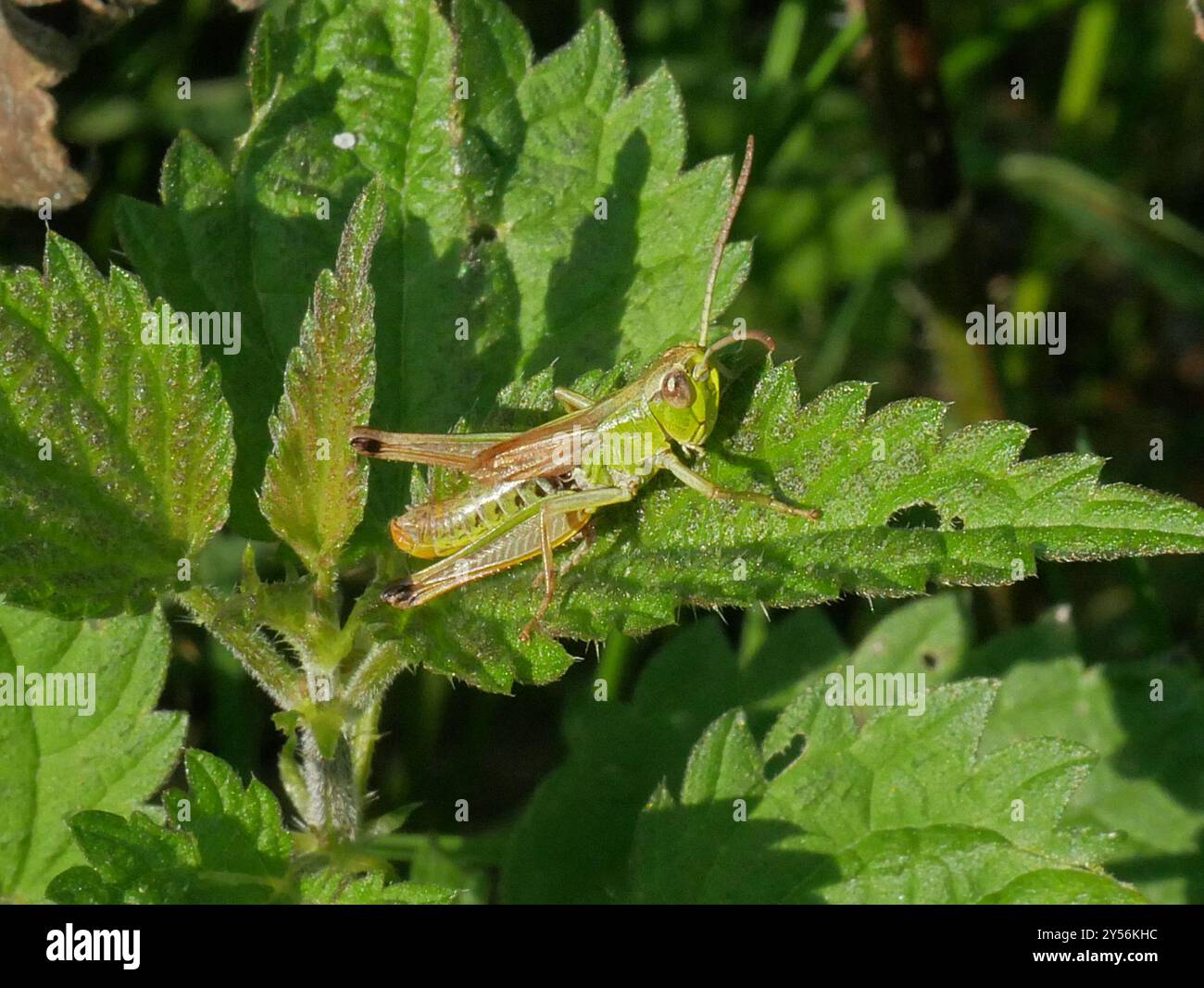 Meadow Grasshopper (Pseudochorthippus parallelus) Insecta Stock Photo ...