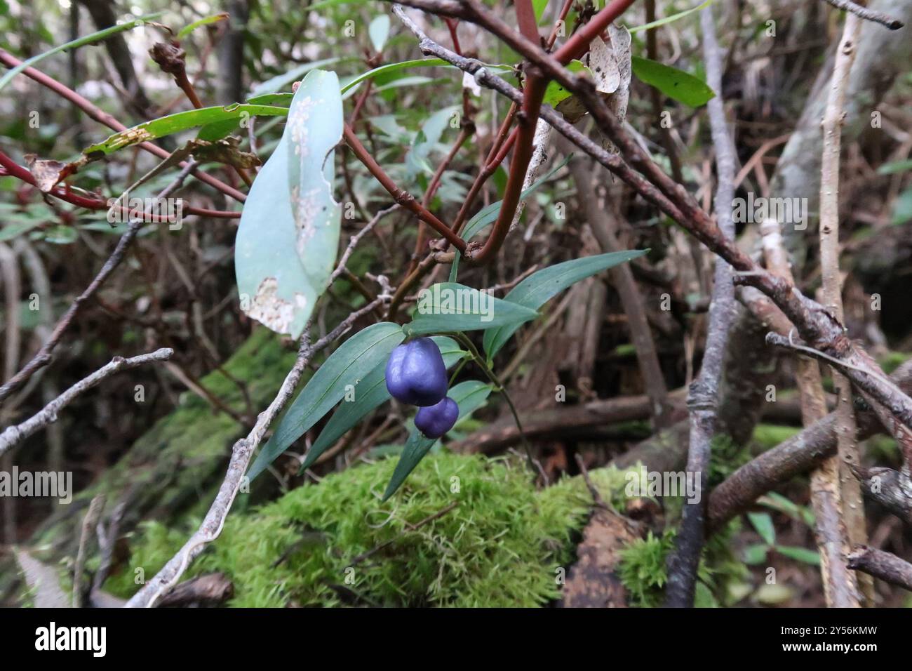 Turquoise Berry Turquoise Berry (Drymophila cyanocarpa) Plantae Stock Photo - Alamy