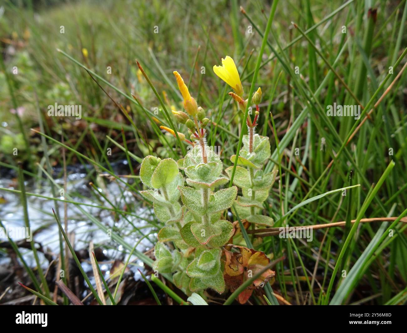 Marsh St John's-wort (Hypericum elodes) Plantae Stock Photo