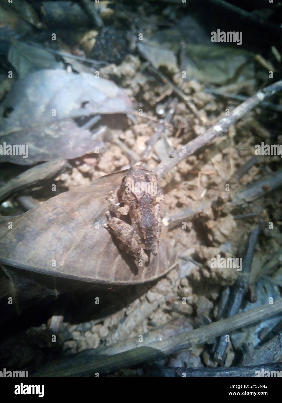 Frogs and Toads (Anura) Amphibia Stock Photo - Alamy