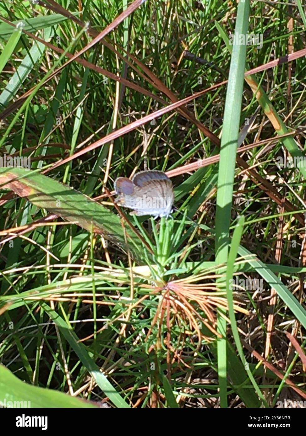 Eastern Tailed-Blue (Cupido comyntas) Insecta Stock Photo - Alamy