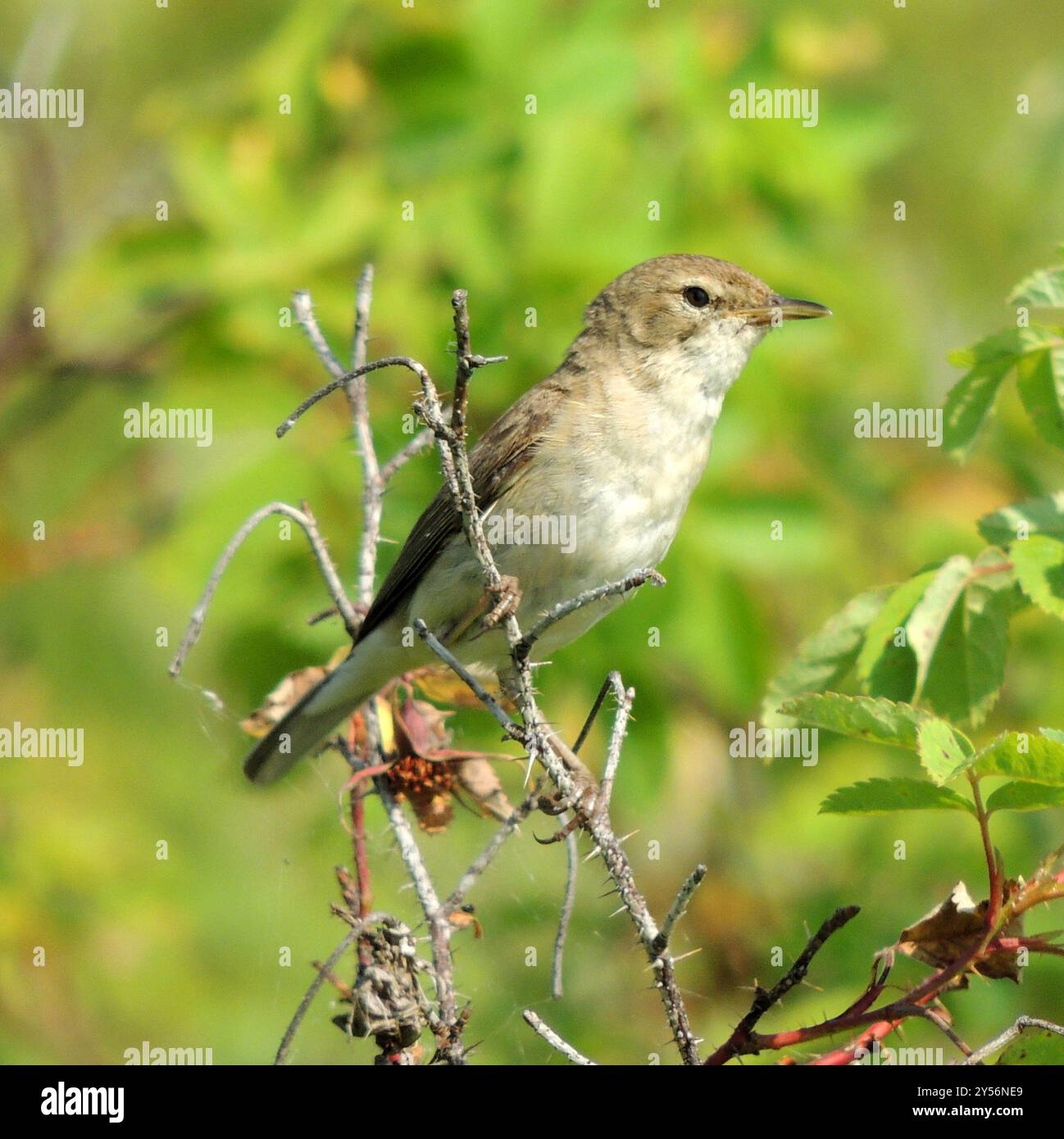 Booted Warbler (Iduna caligata) Aves Stock Photo - Alamy
