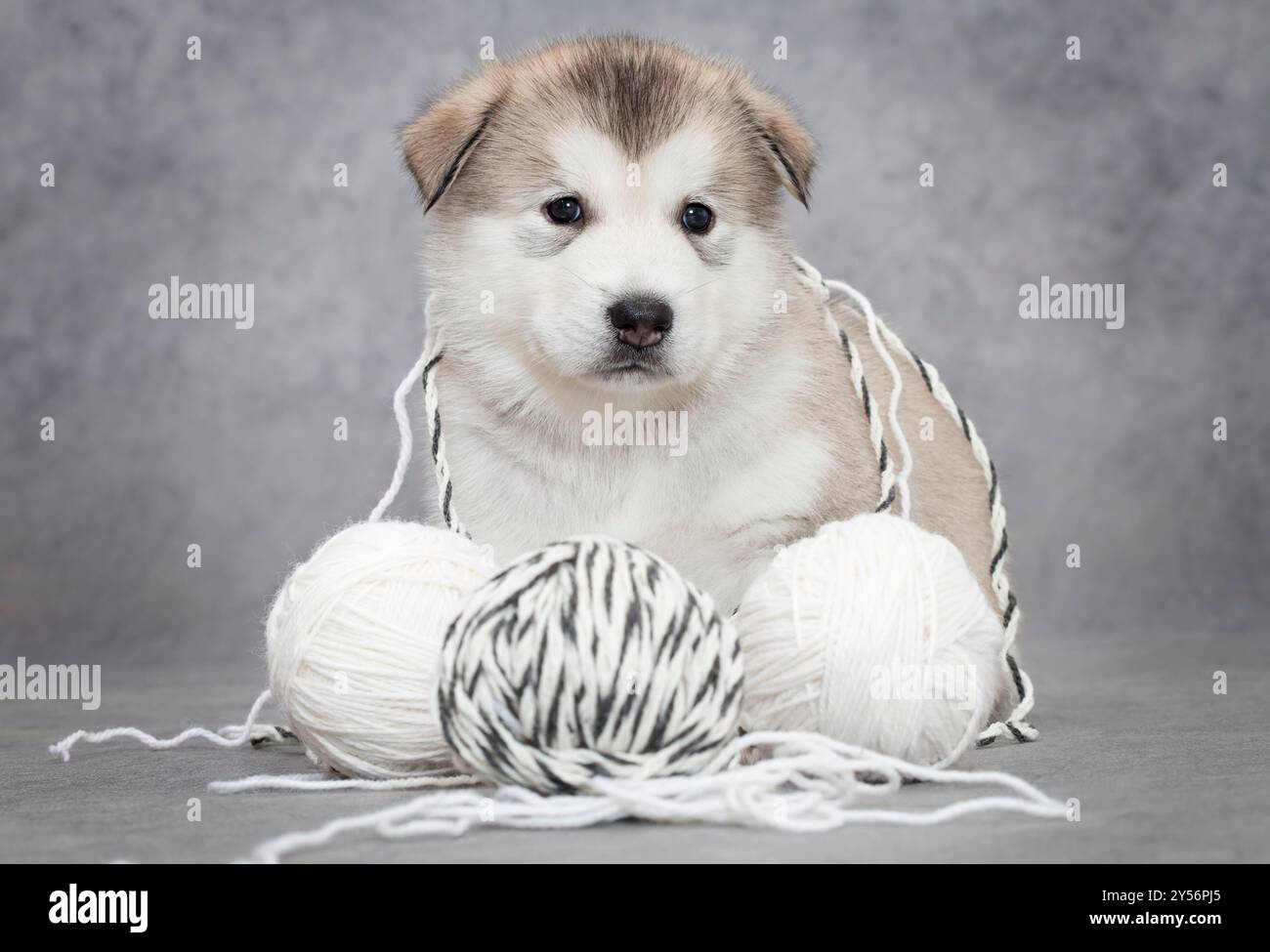 Puppy Using String One month old alaskan malamute puppy with a ball of string Stock Photo ...