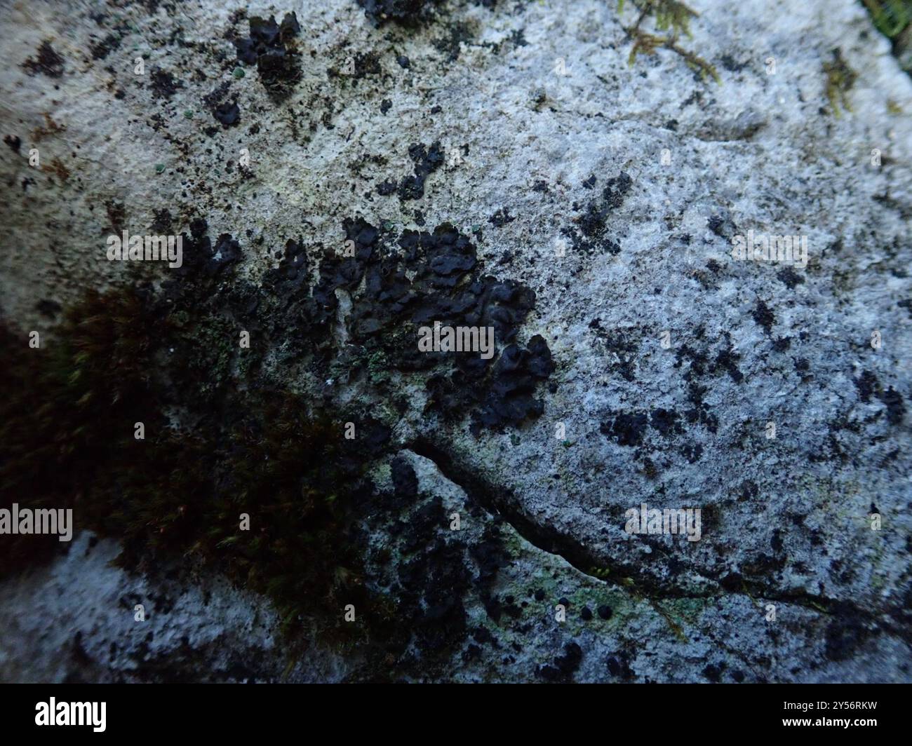 Crumpled Rock Tarpaper Lichen (Lathagrium fuscovirens) Fungi Stock ...