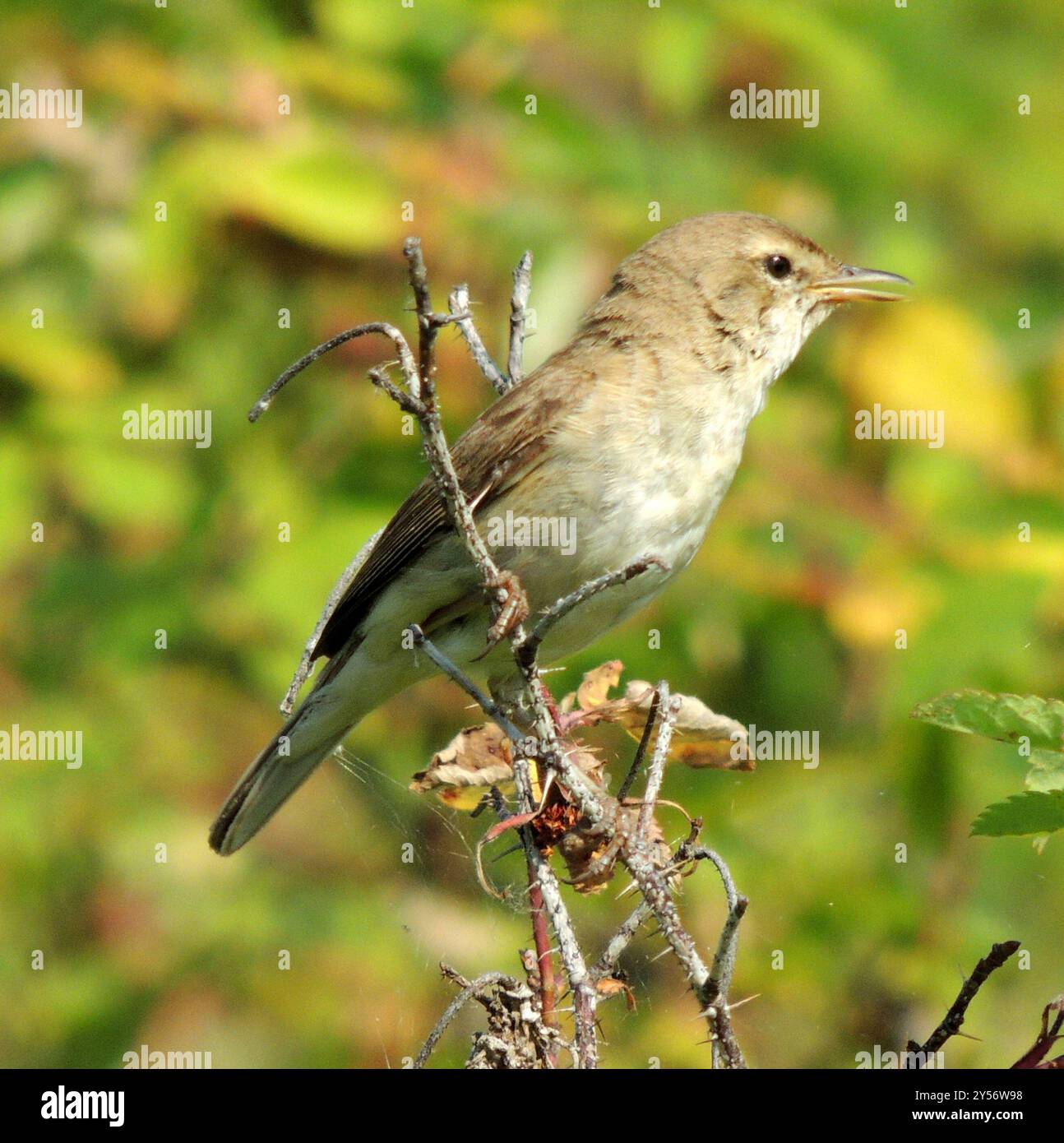 Booted Warbler (Iduna caligata) Aves Stock Photo - Alamy