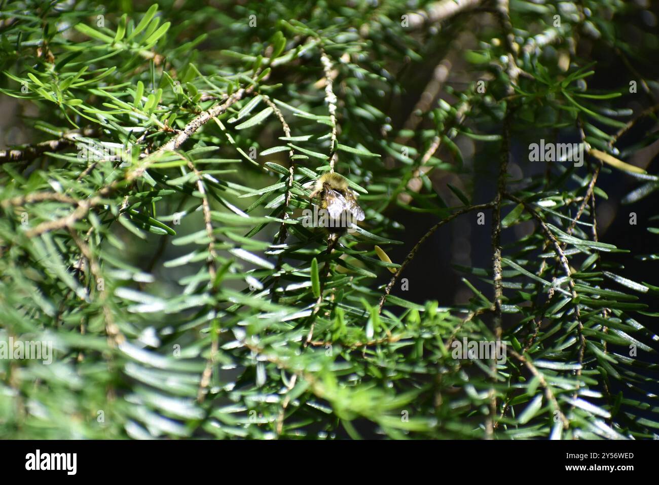Boombug Insect Bumble Bees (Bombus) Insecta Stock Photo - Alamy