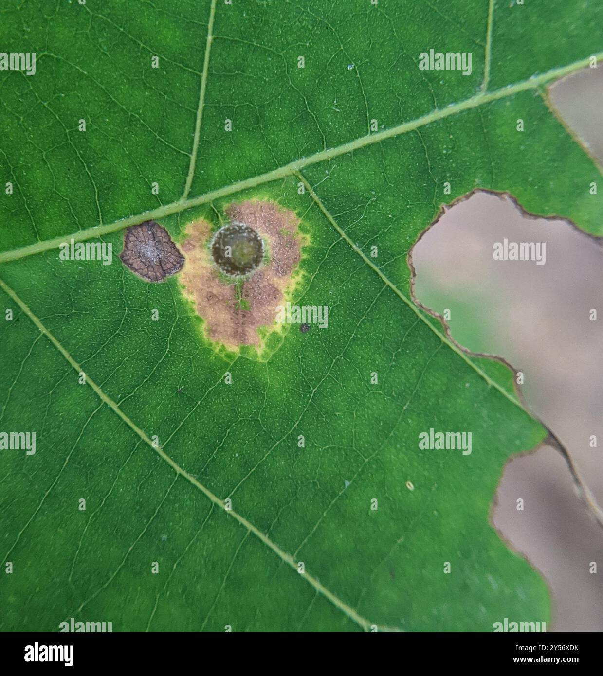 Hickory Sticky Ginger Jar Gall Midge (Caryomyia viscidolium) Insecta ...