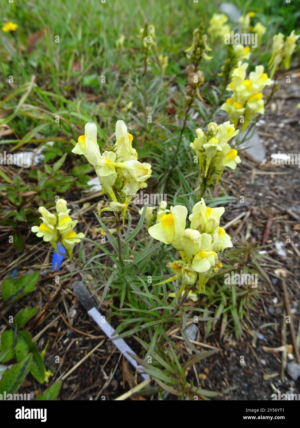Toad Fls common toadflax (Linaria vulgaris) Plantae Stock Photo - Alamy
