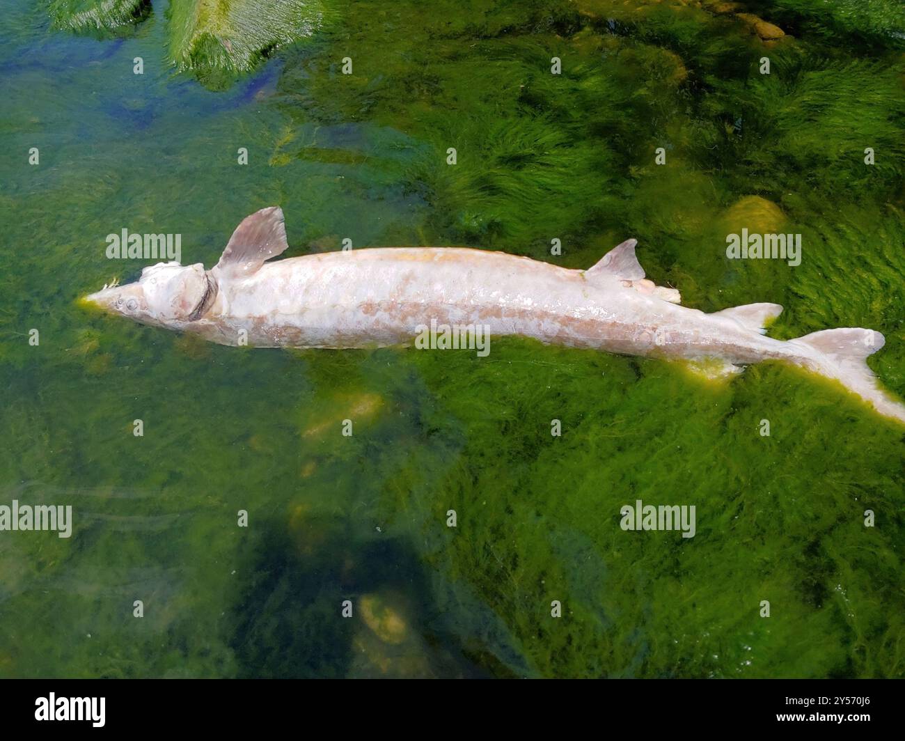 Lake Sturgeon (Acipenser fulvescens) Actinopterygii Stock Photo - Alamy