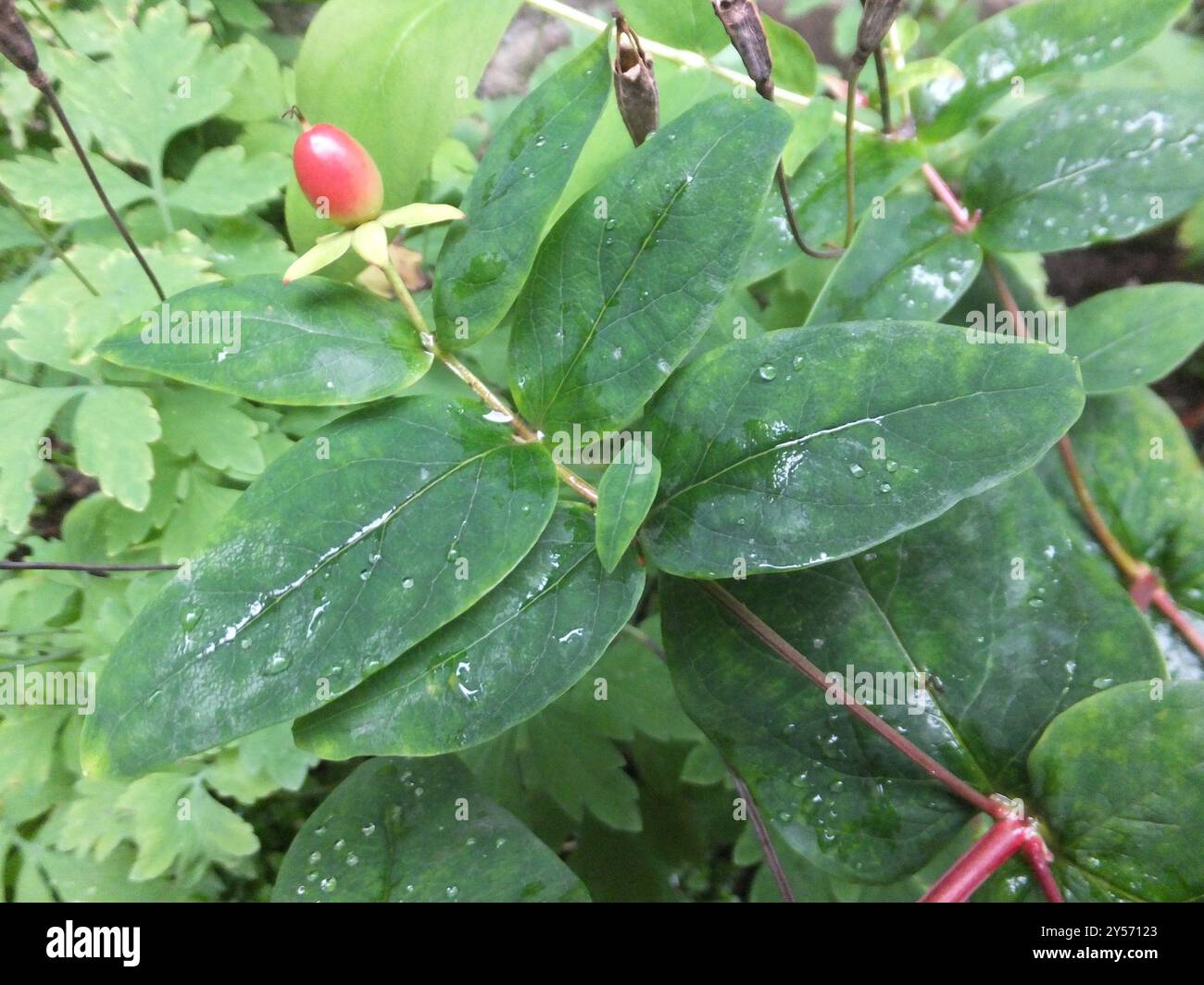 Tutsan (Hypericum androsaemum) Plantae Stock Photo - Alamy