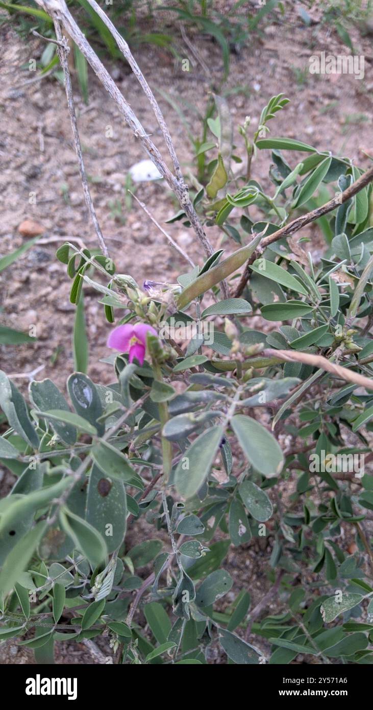 Purple Hoarypea (Tephrosia purpurea) Plantae Stock Photo - Alamy