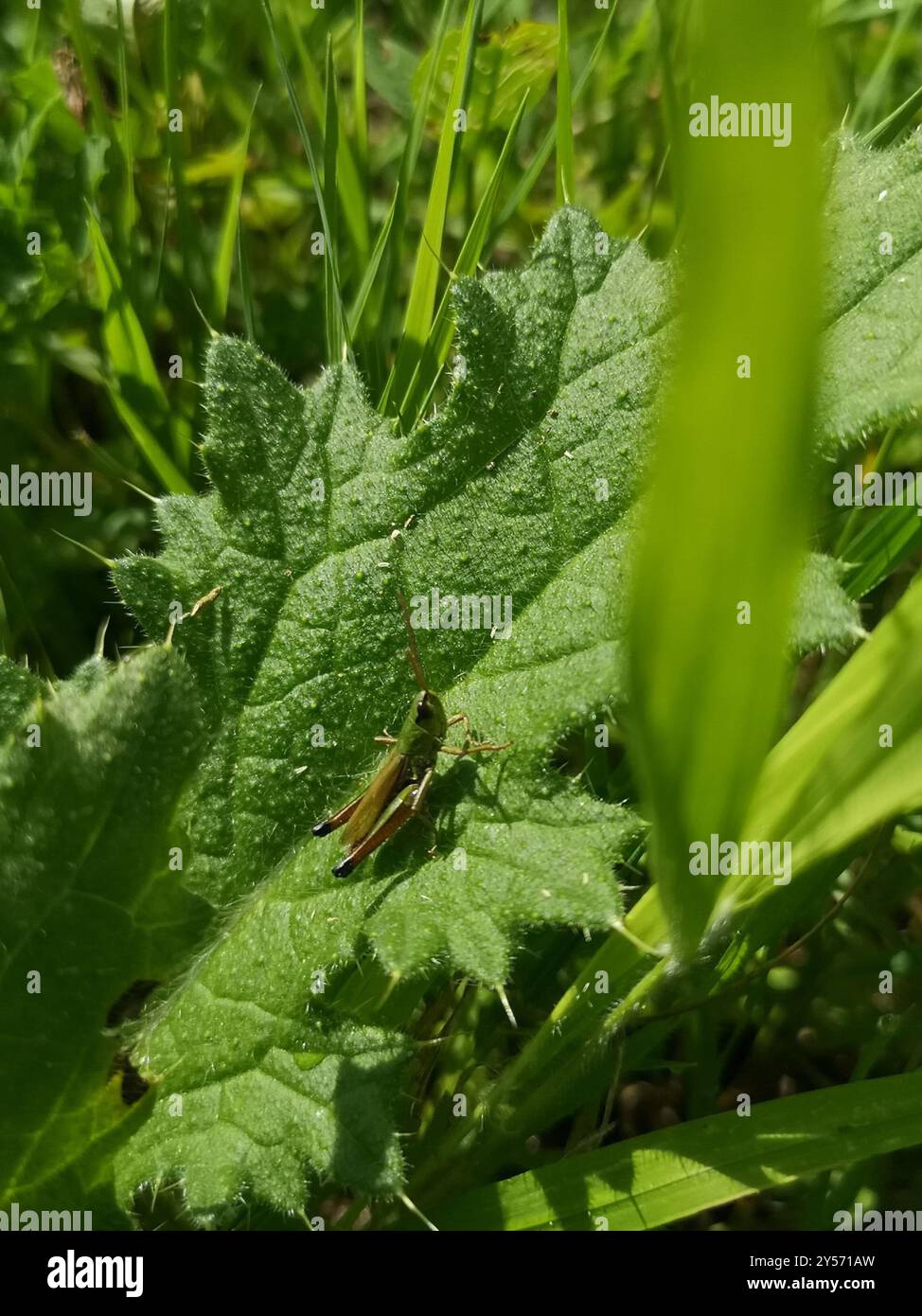 Meadow Grasshopper (Pseudochorthippus parallelus) Insecta Stock Photo ...