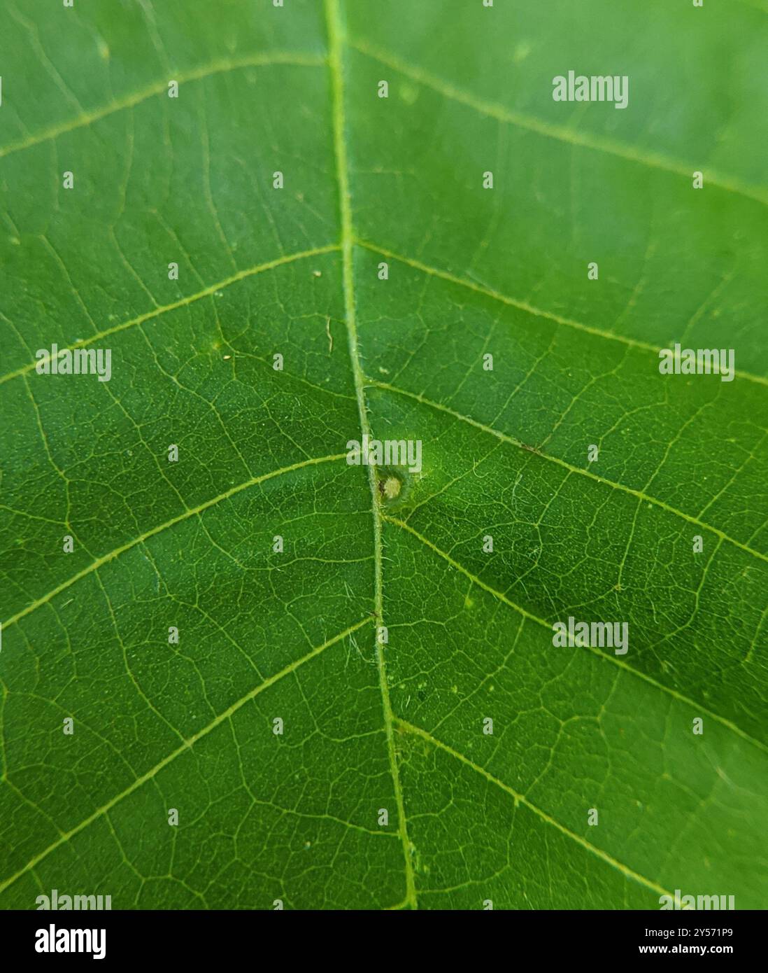 Hickory Fuzzy Ginger Jar Gall Midge (Caryomyia cilidolium) Insecta ...
