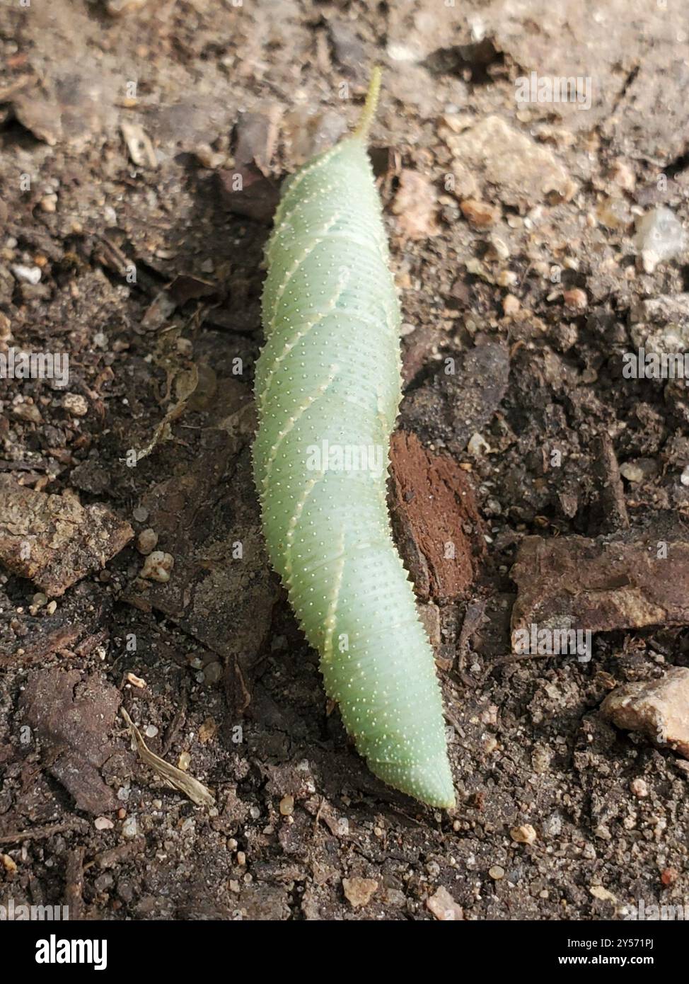 Walnut Sphinx (Amorpha juglandis) Insecta Stock Photo - Alamy