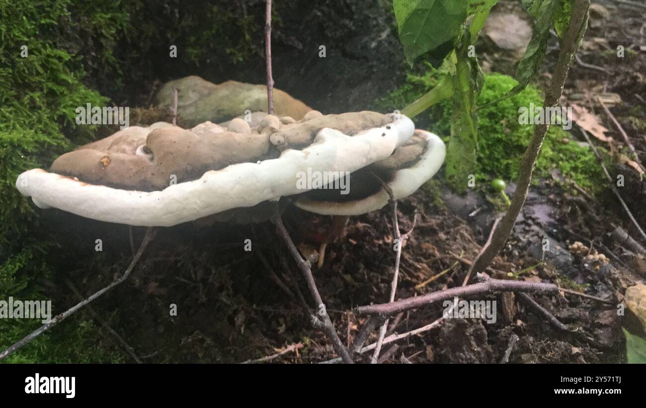 artist's bracket (Ganoderma applanatum) Fungi Stock Photo - Alamy