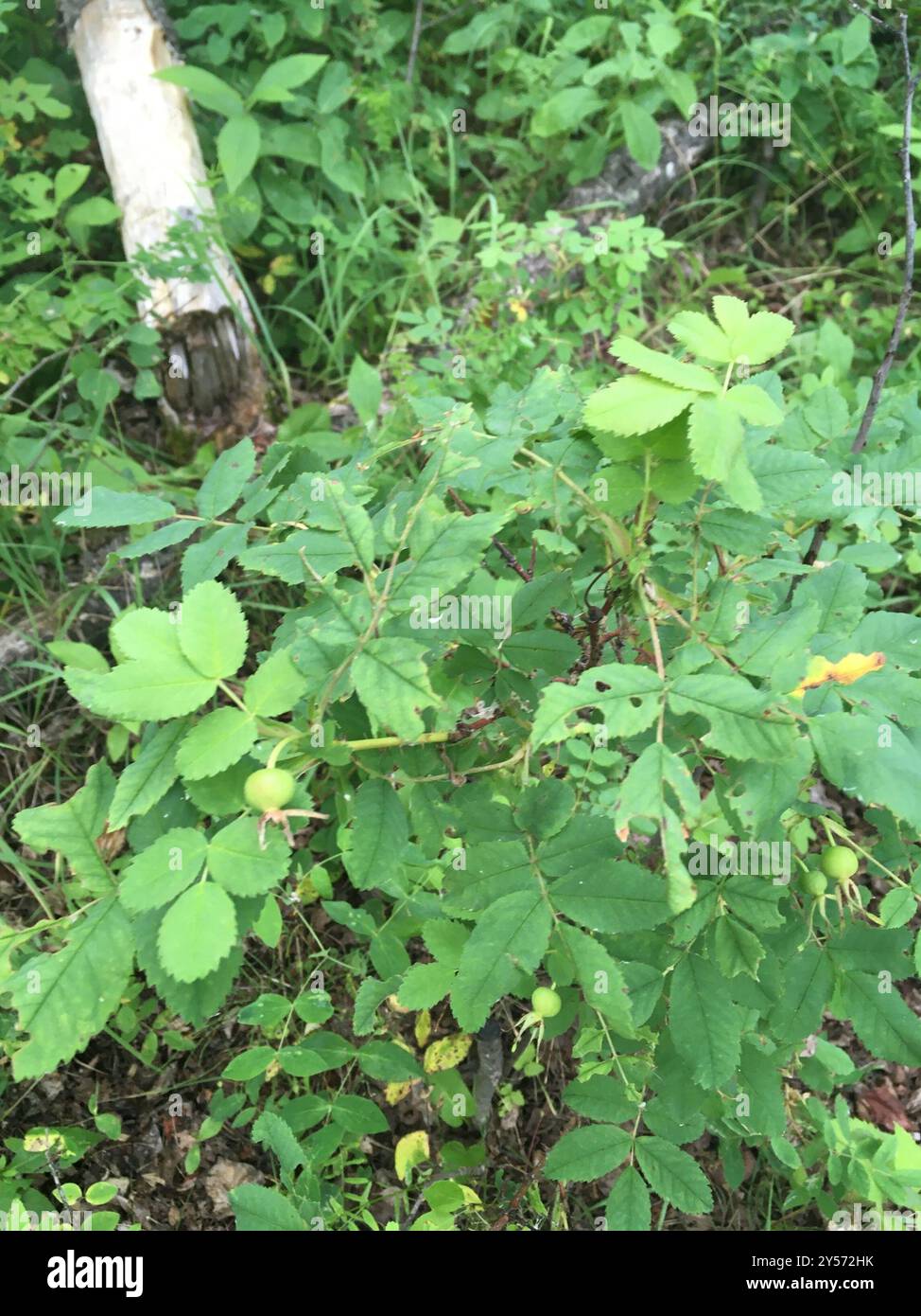Prickly Wild Rose (Rosa acicularis) Plantae Stock Photo - Alamy