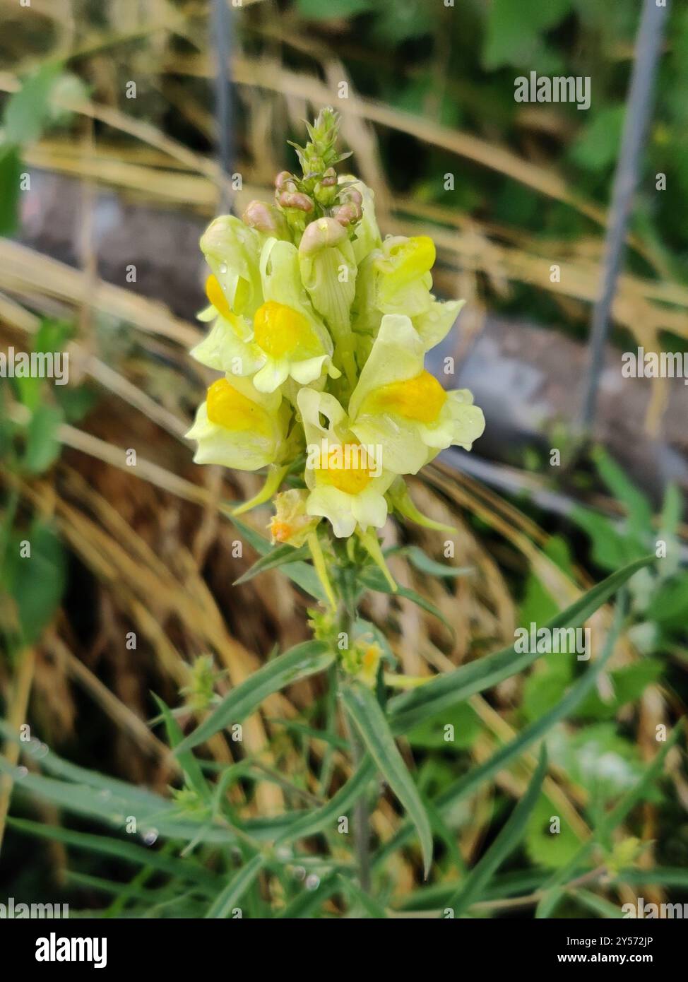 Toad Fls common toadflax (Linaria vulgaris) Plantae Stock Photo - Alamy