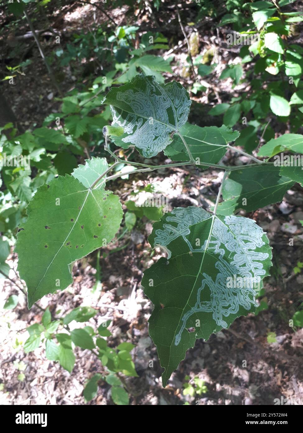 Aspen Serpentine Leafminer Moth (Phyllocnistis populiella) Insecta ...