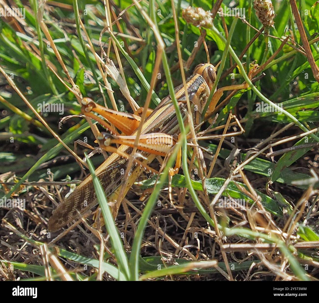 American Bird Grasshopper (Schistocerca americana) Insecta Stock Photo ...