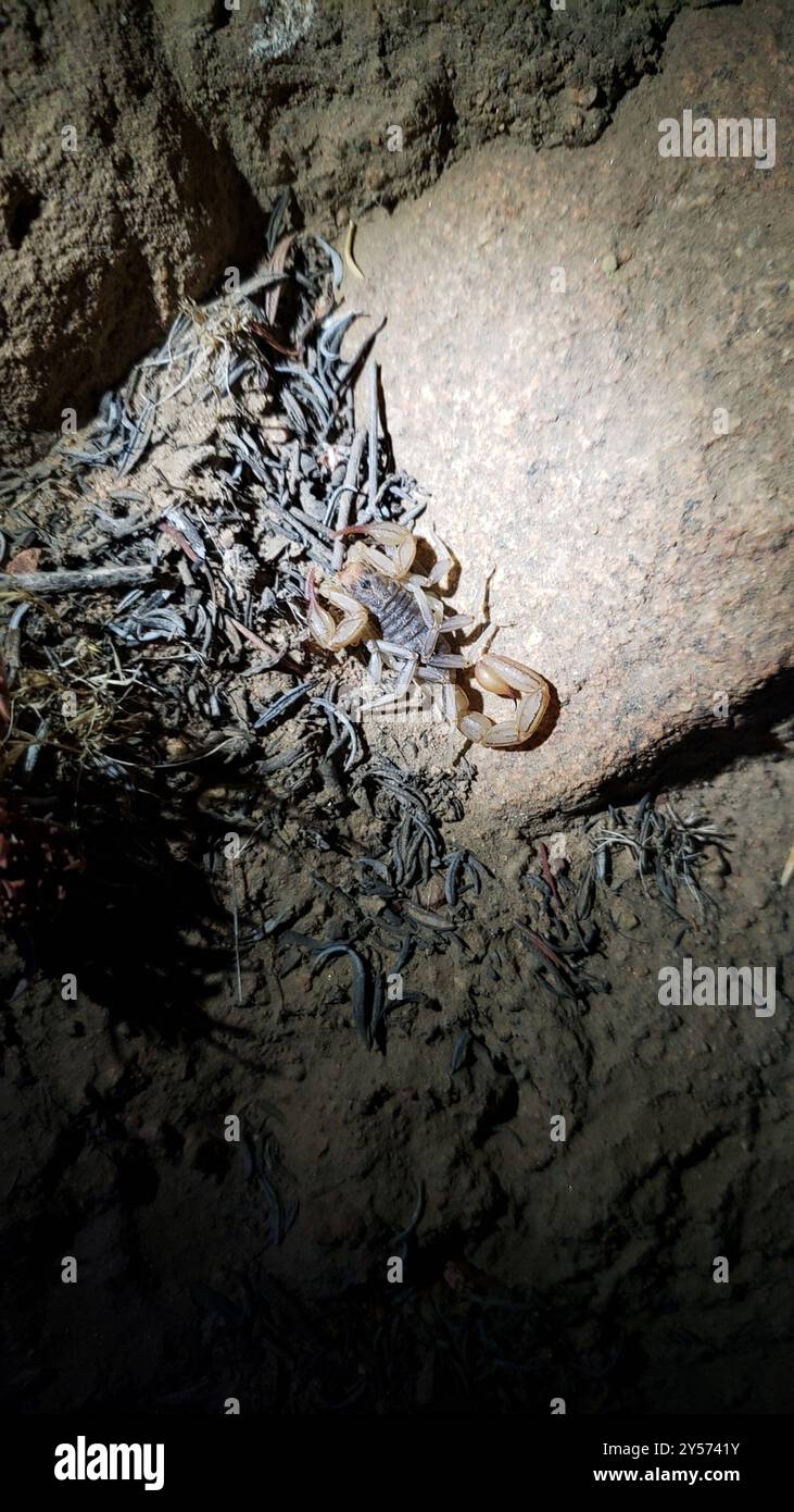 California common scorpion paruroctonus silvestrii arachnida stock