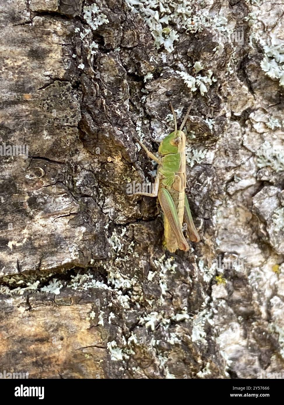 Meadow Grasshopper (Pseudochorthippus parallelus) Insecta Stock Photo ...
