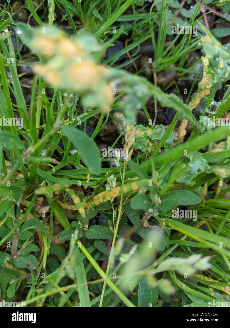 rust fungi (Pucciniales) Fungi Stock Photo - Alamy