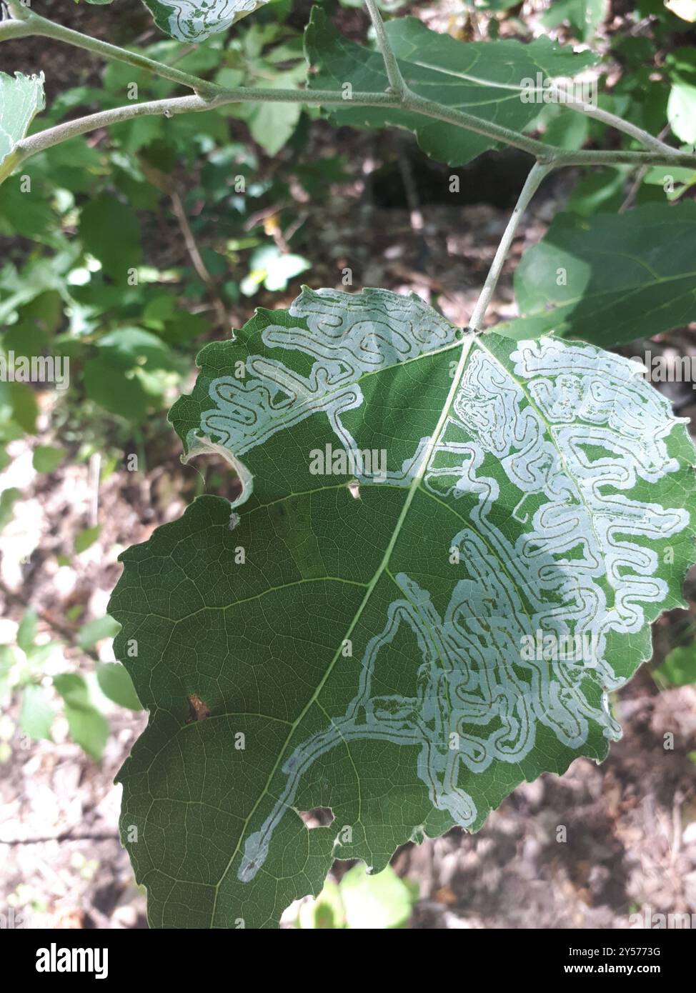Aspen Serpentine Leafminer Moth (Phyllocnistis populiella) Insecta ...