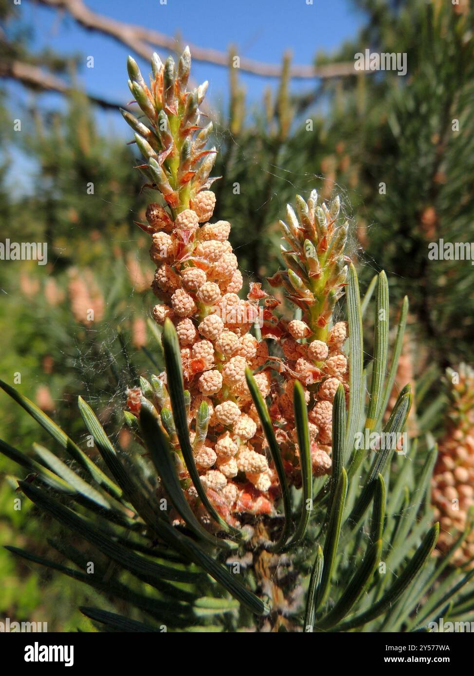 Pinus Sylvestris Rhs Scots pine (Pinus sylvestris) Plantae Stock Photo - Alamy