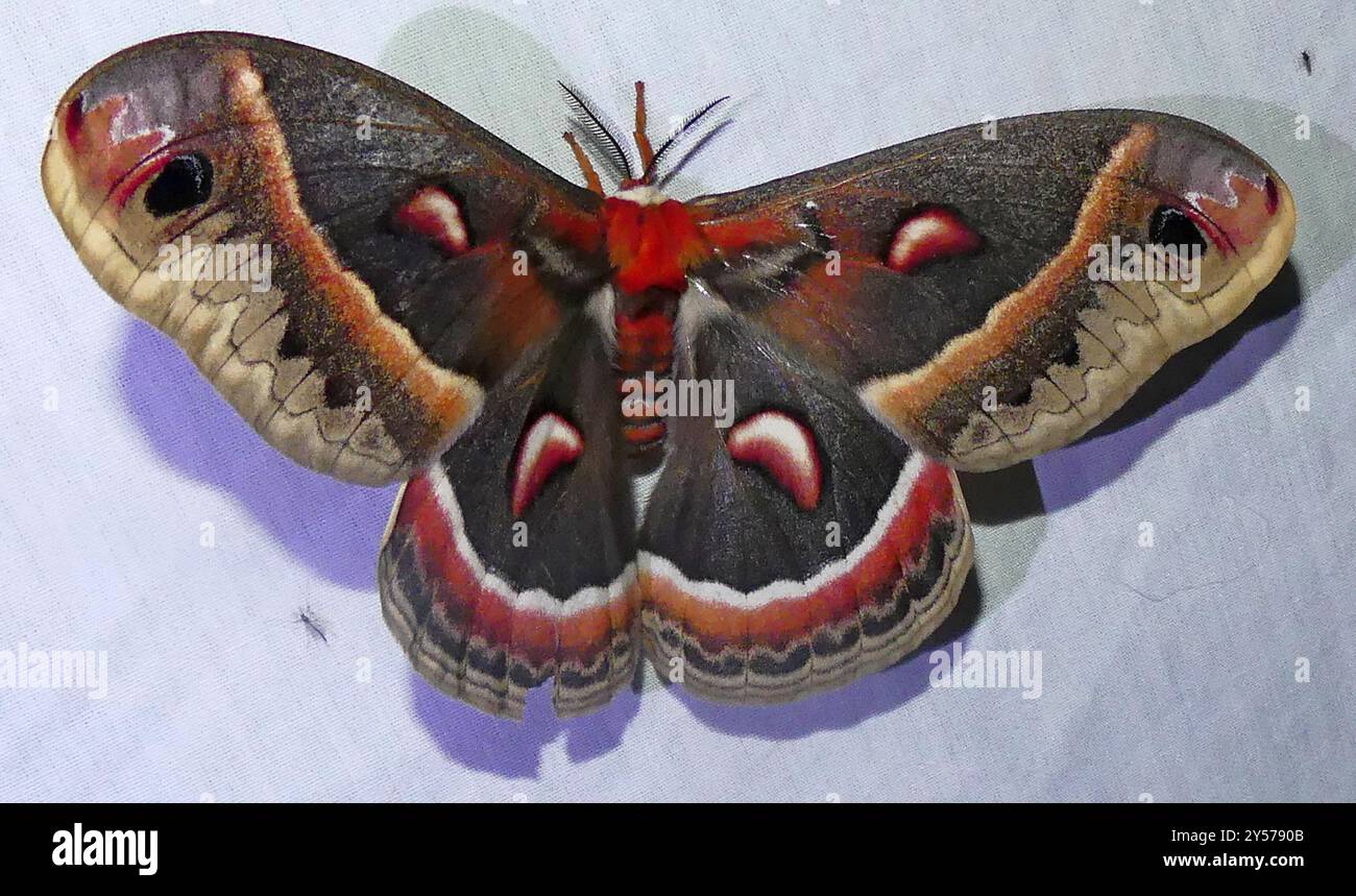 Cecropia Moth (Hyalophora cecropia) Insecta Stock Photo - Alamy