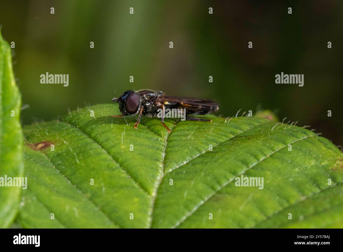 Rosarum hi-res stock photography and images - Alamy