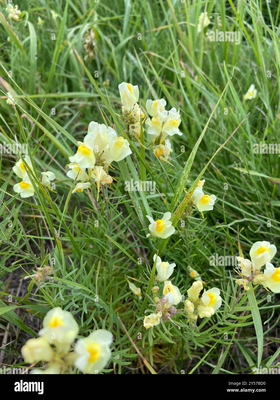 Toad Fls common toadflax (Linaria vulgaris) Plantae Stock Photo - Alamy
