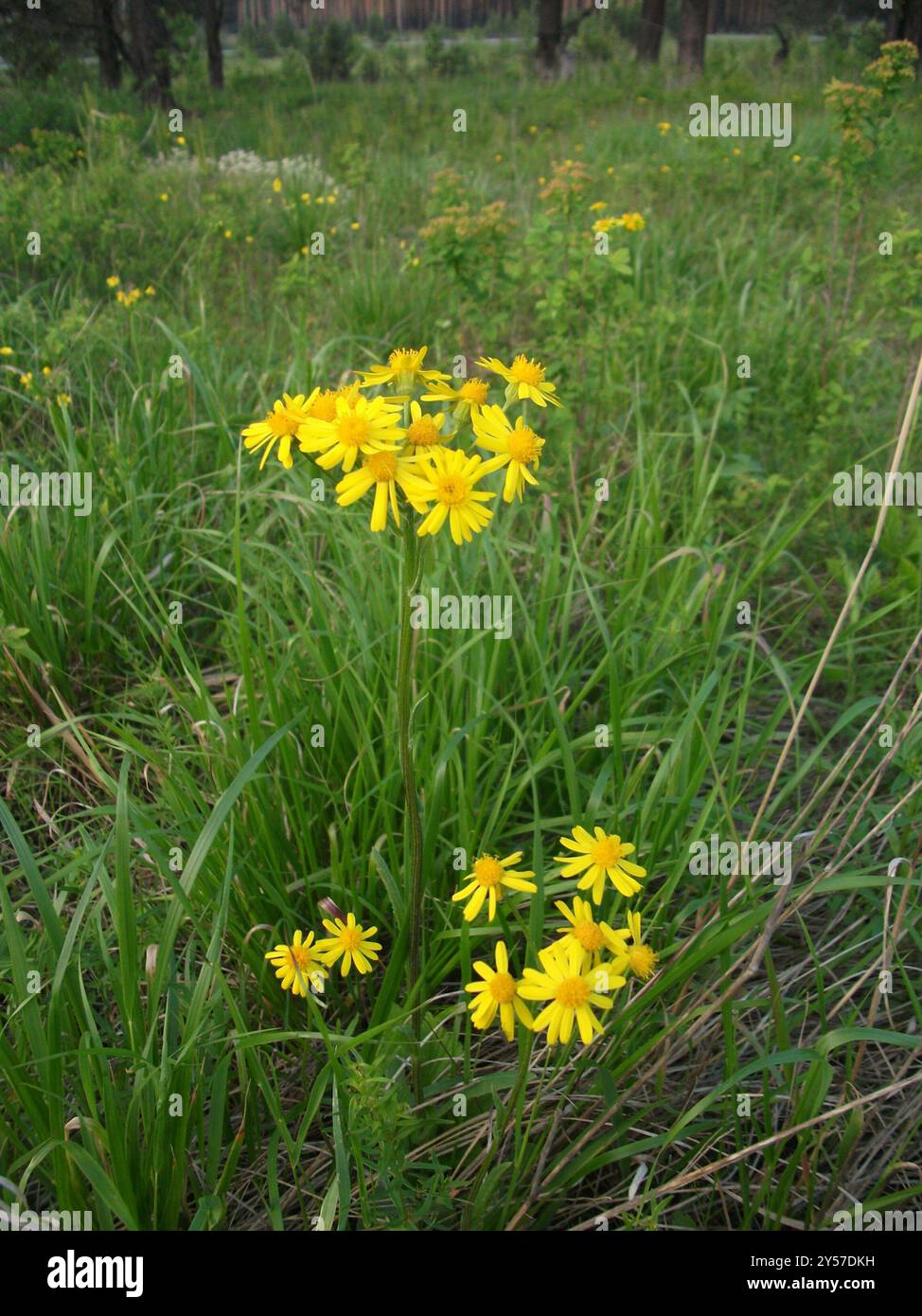 Field Fleawort (Tephroseris integrifolia) Plantae Stock Photo