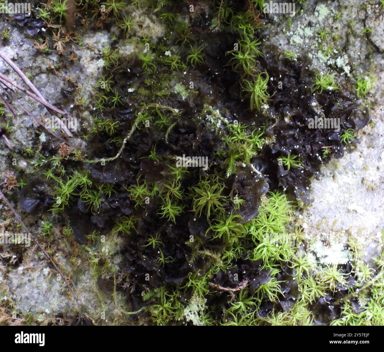 Flaking Tarpaper Lichen (Collema flaccidum) Fungi Stock Photo - Alamy