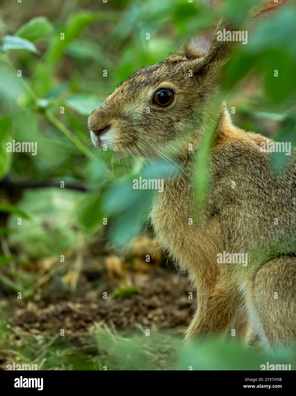 wild indian hare black naped hare Lepus nigricollis camouflage in green ...