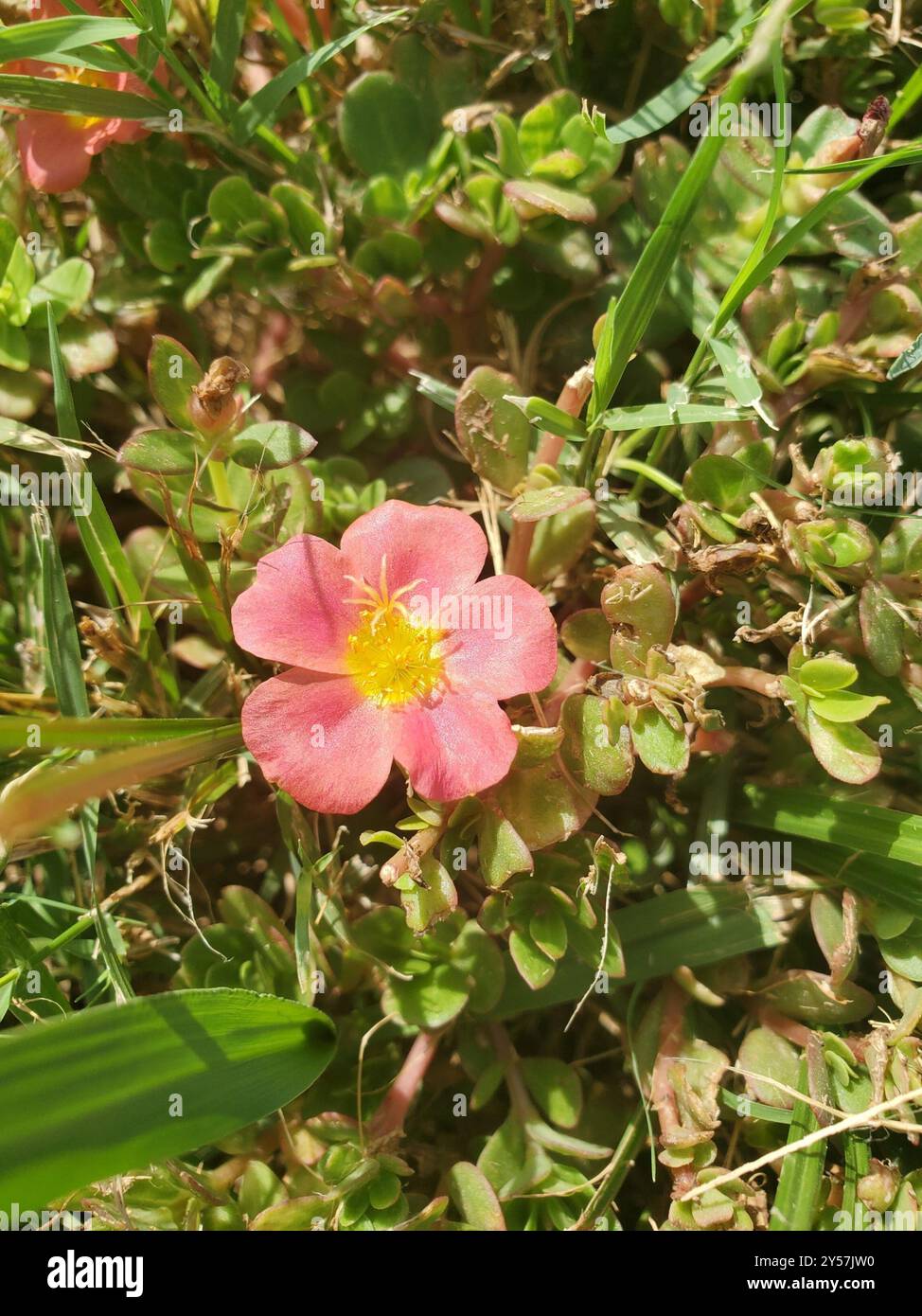 wingpod purslane (Portulaca umbraticola) Plantae Stock Photo - Alamy