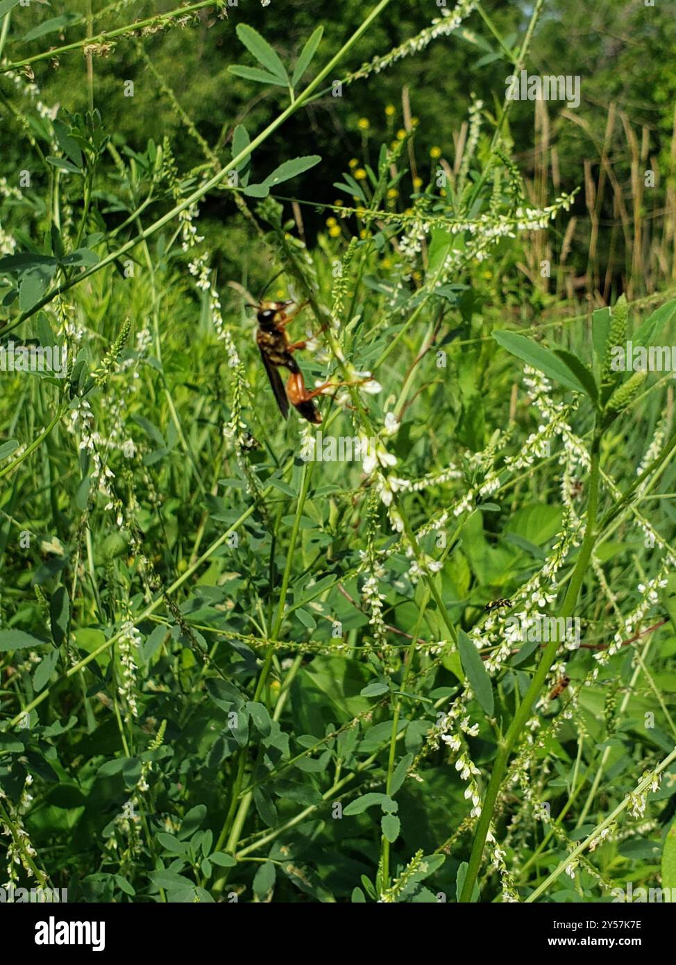 Great Golden Digger Wasp (Sphex ichneumoneus) Insecta Stock Photo - Alamy