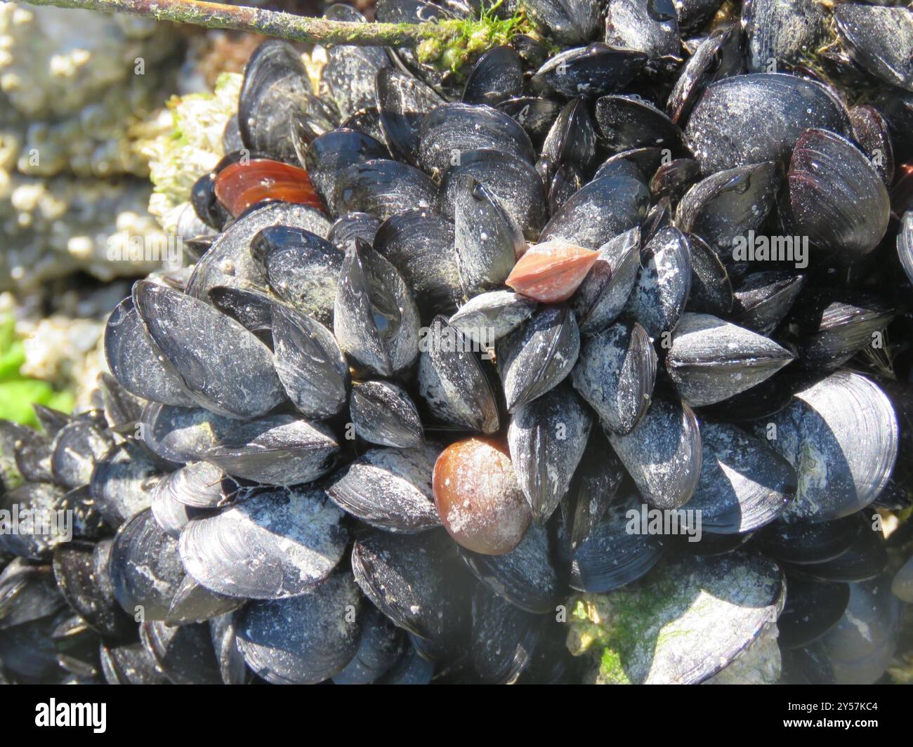 Blue Mussel Complex (Mytilus edulis) Mollusca Stock Photo - Alamy