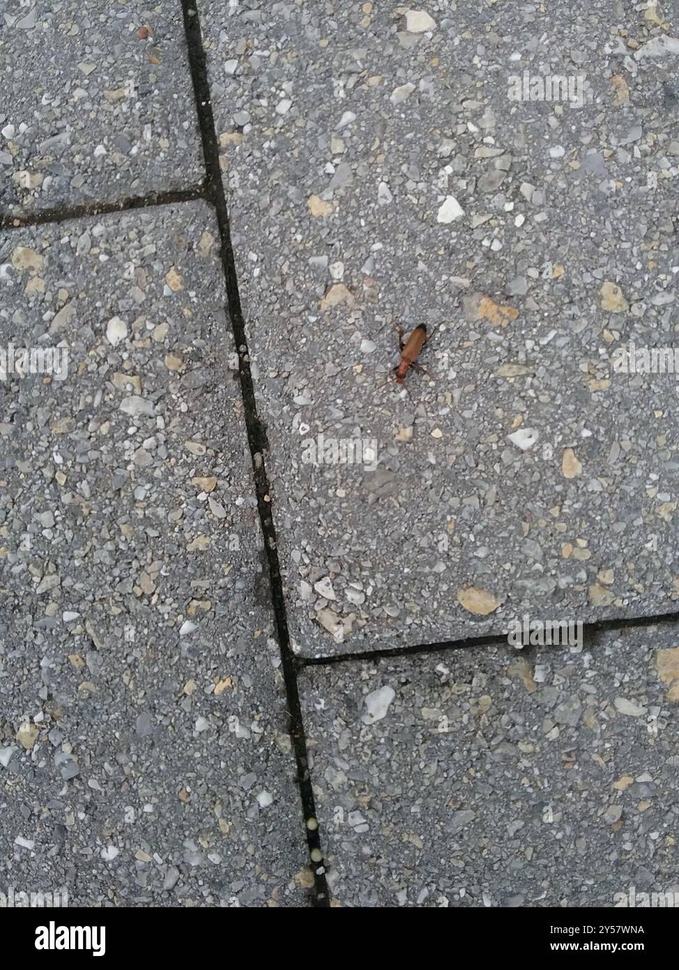 Wharf Insect Wharf Borer (Nacerdes melanura) Insecta Stock Photo - Alamy