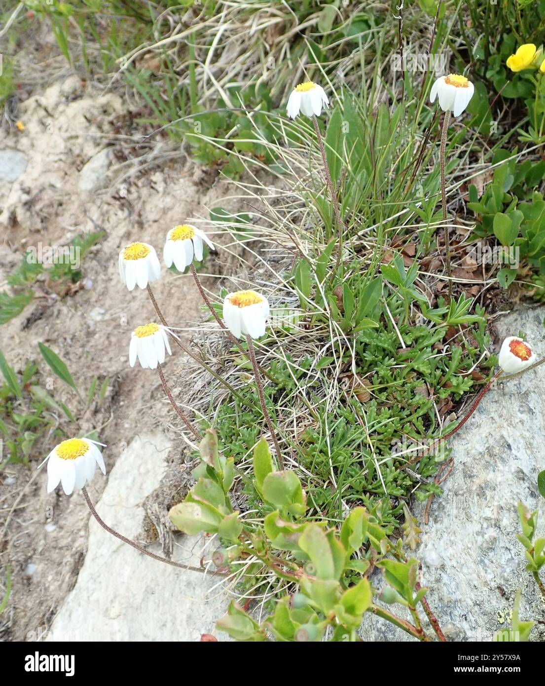 Alpine Moon-daisy (Leucanthemopsis alpina) Plantae Stock Photo - Alamy
