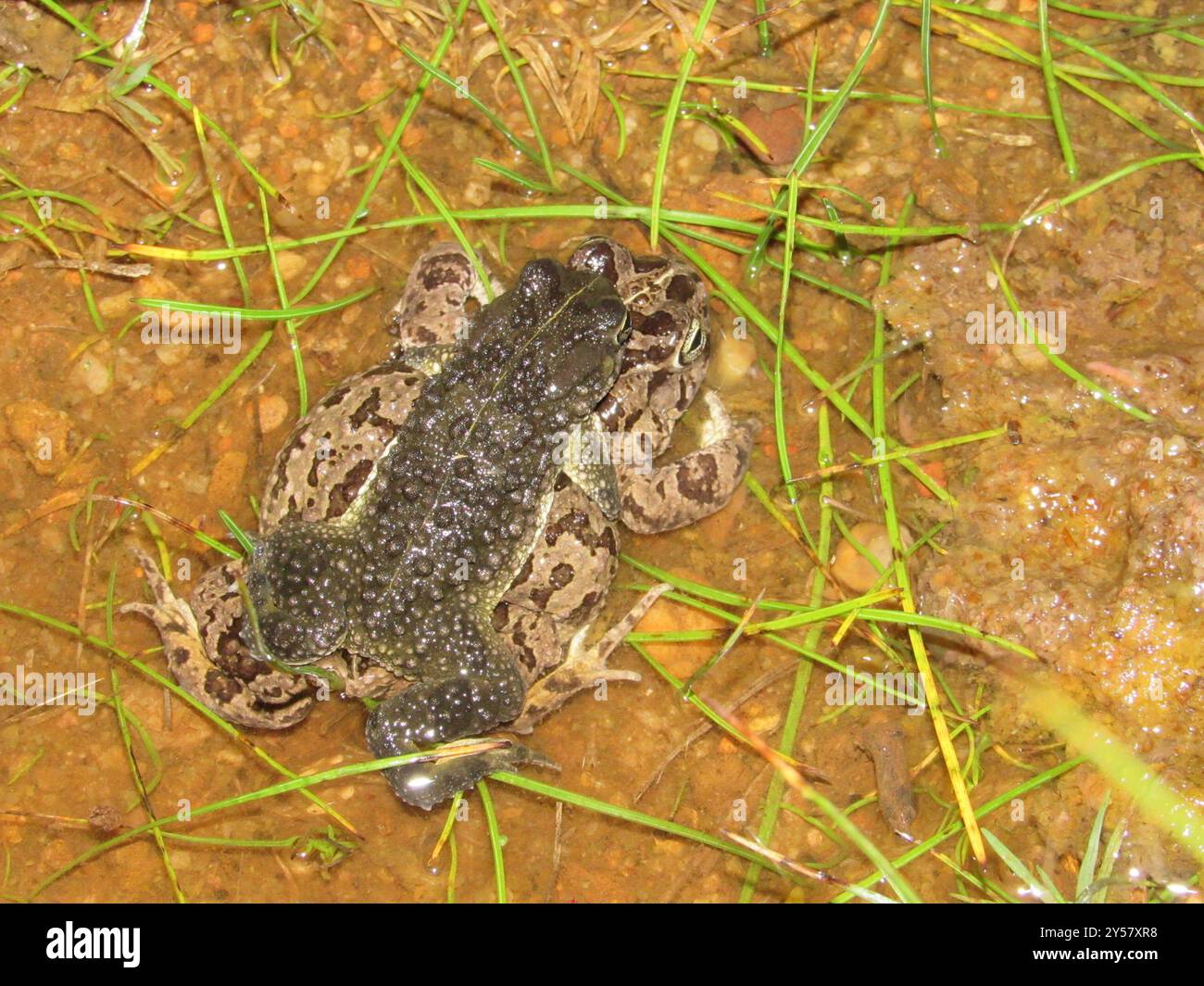 Sand Toad (Vandijkophrynus angusticeps) Amphibia Stock Photo - Alamy
