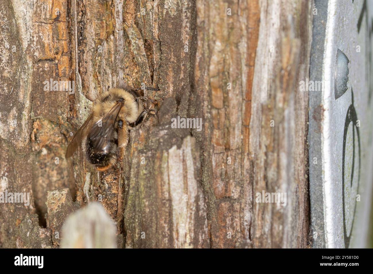 Fork Insect Fork-tailed Flower Bee (Anthophora furcata) Insecta Stock Photo - Alamy