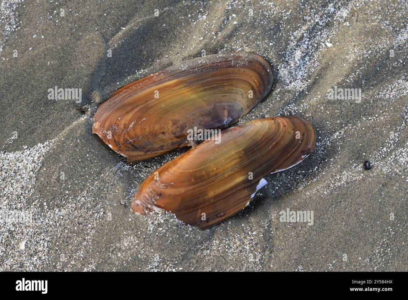 Pacific Razor Clam (Siliqua patula) Mollusca Stock Photo - Alamy