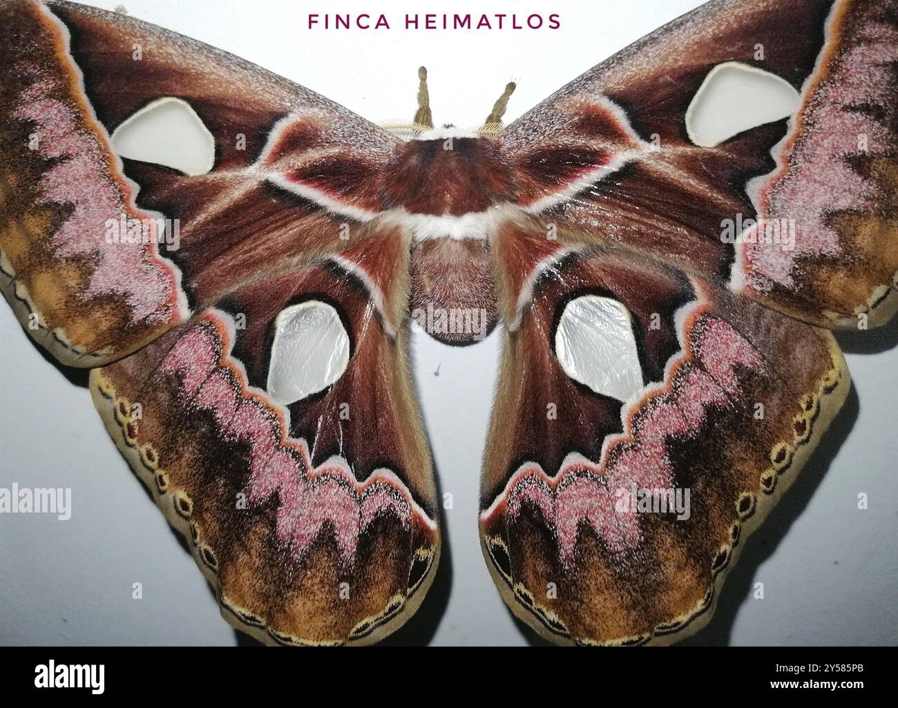 (Rothschildia lebeau inca) Insecta Stock Photo - Alamy