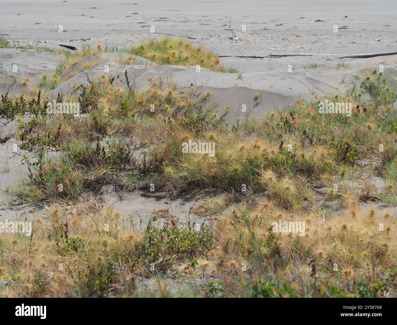 Ravan's Mustache (Spinifex littoreus) Plantae Stock Photo