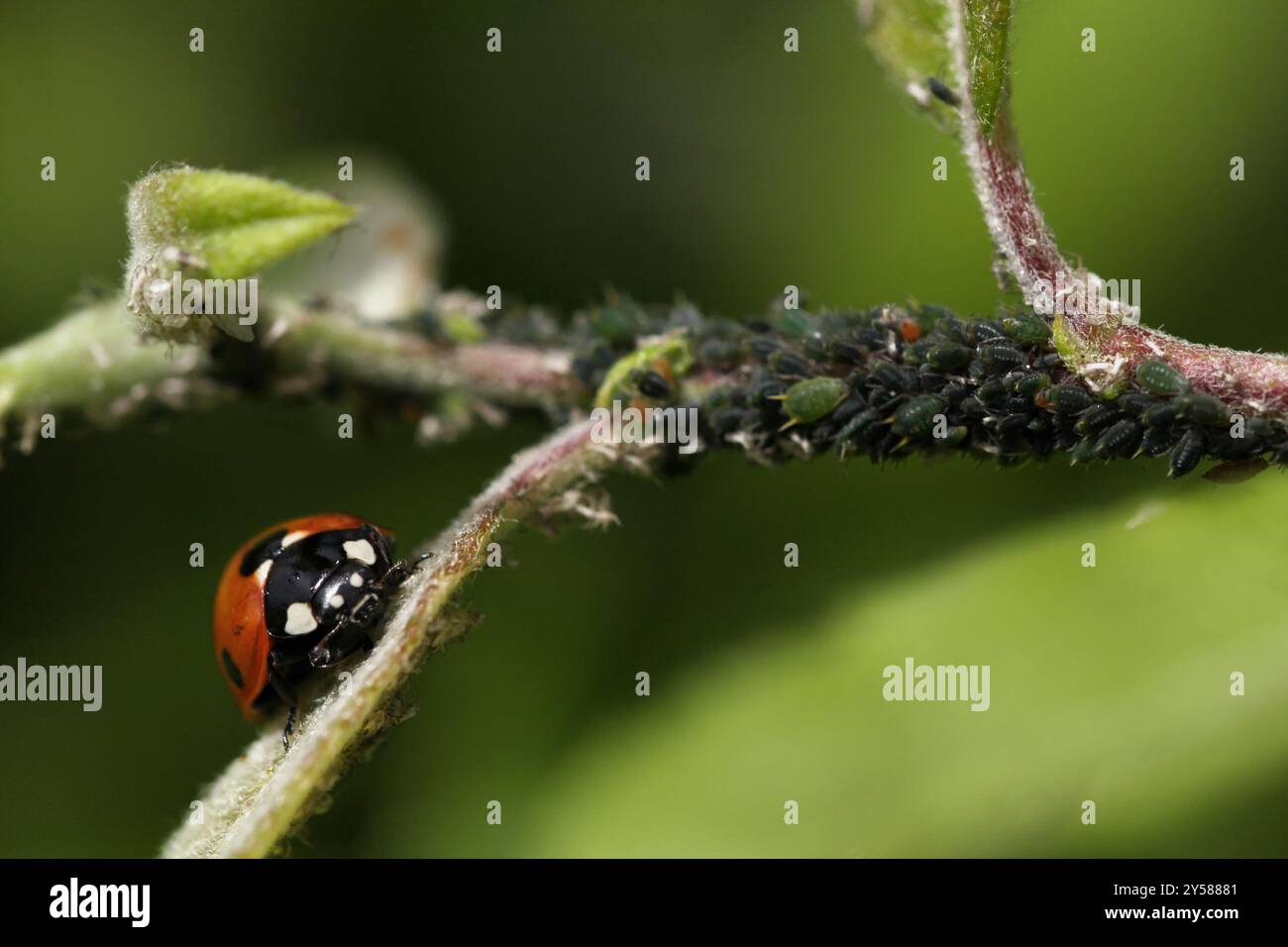 Ladybird on leaf shoot near colony of greenfly. Seemingly lying in wait to feast on its prey of greenfly Stock Photo