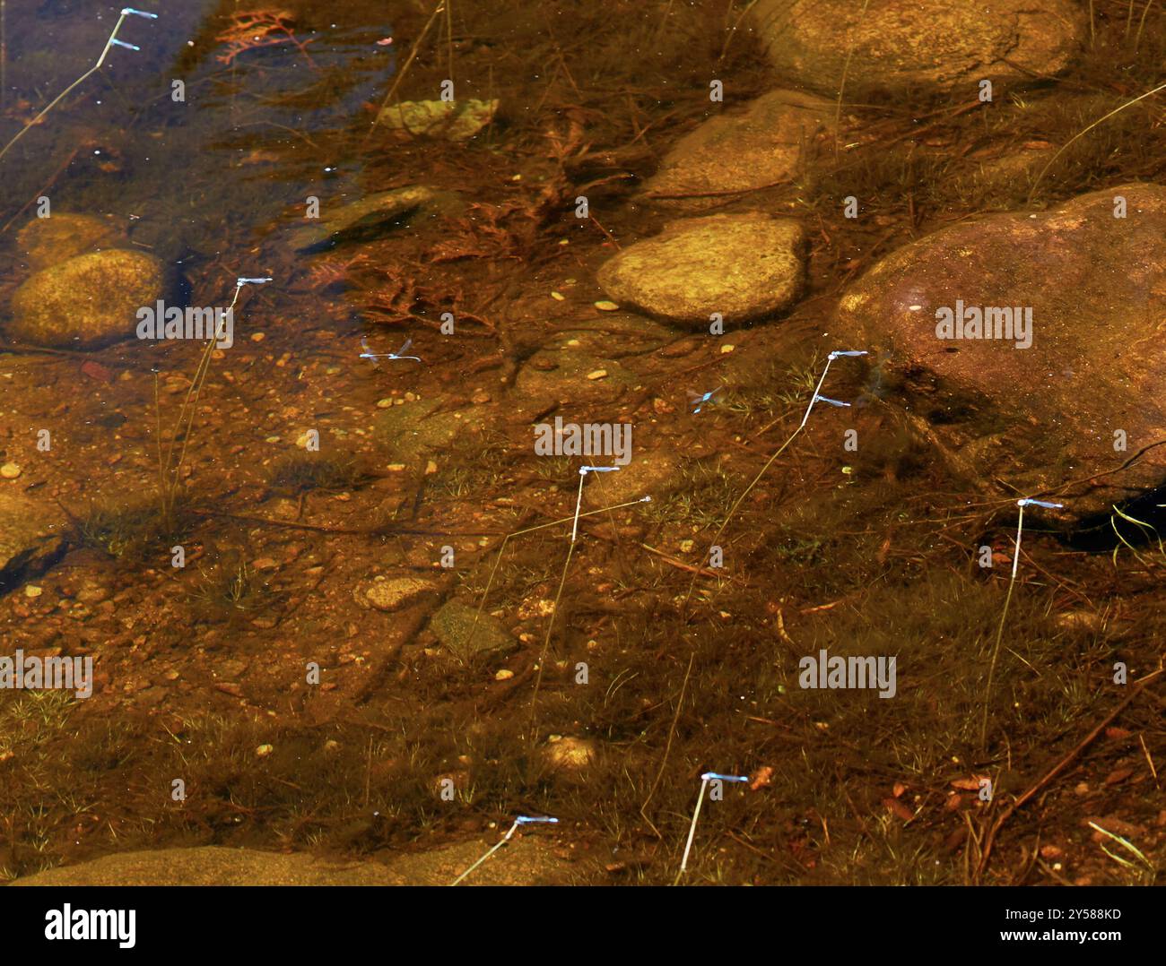 Azure Bluet (Enallagma aspersum) Insecta Stock Photo - Alamy