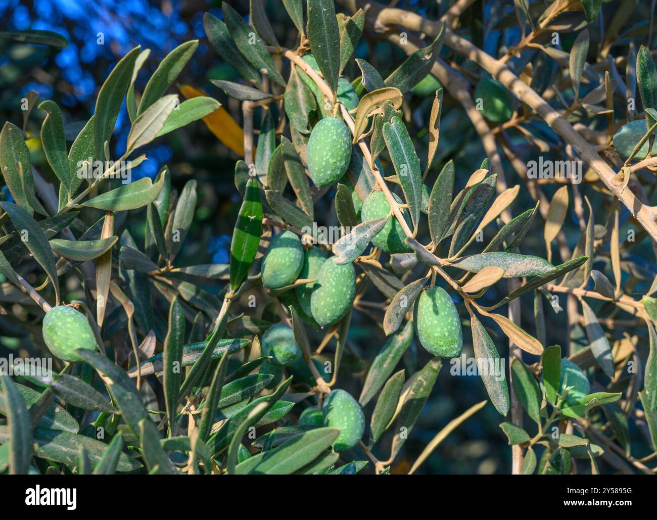 green olives grow on a olive tree branch in the garden. selective focus ...