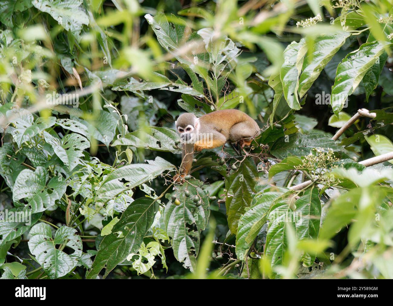 Ecuadorian squirrel monkey, Totenkopfaffen, Saimiri cassiquiarensis macrodon, Yasuní National Park, Ecuador, South America Stock Photo