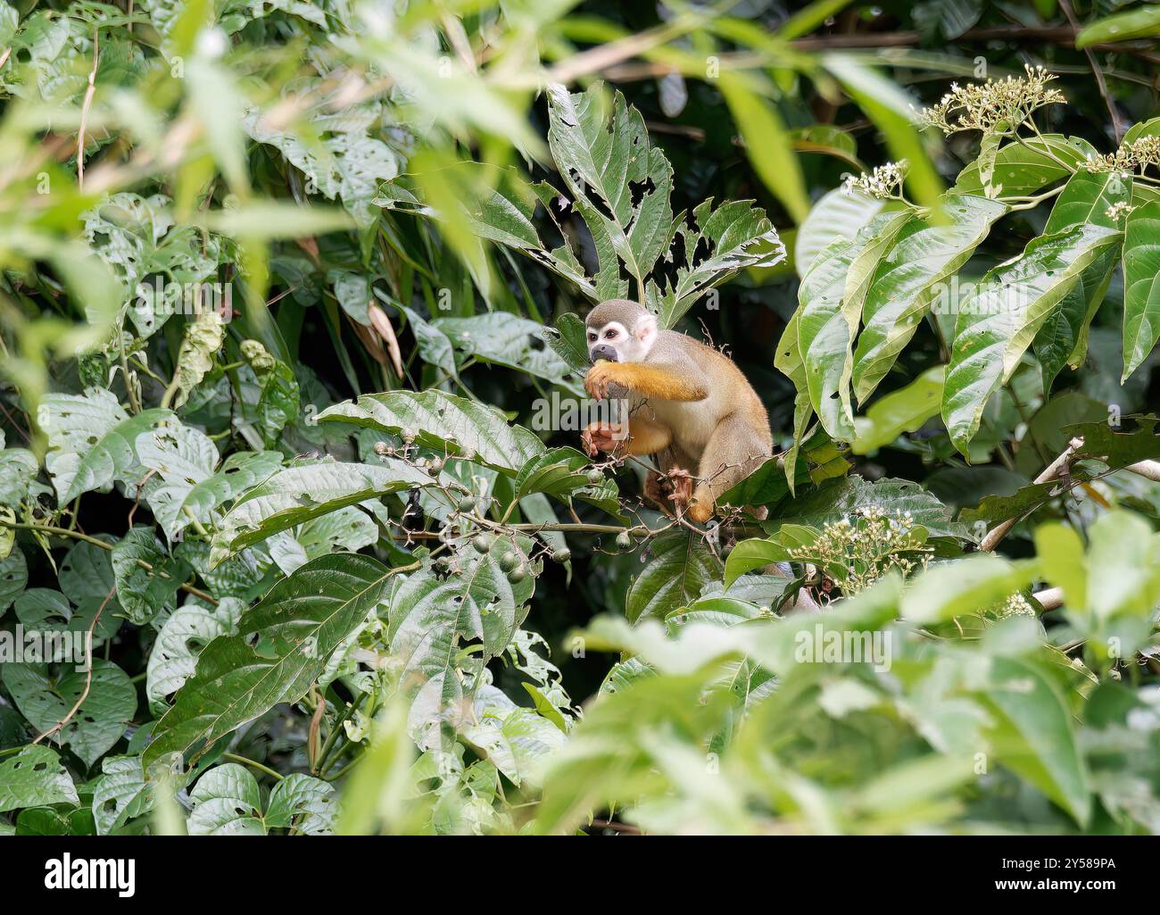 Ecuadorian squirrel monkey, Totenkopfaffen, Saimiri cassiquiarensis macrodon, Yasuní National Park, Ecuador, South America Stock Photo