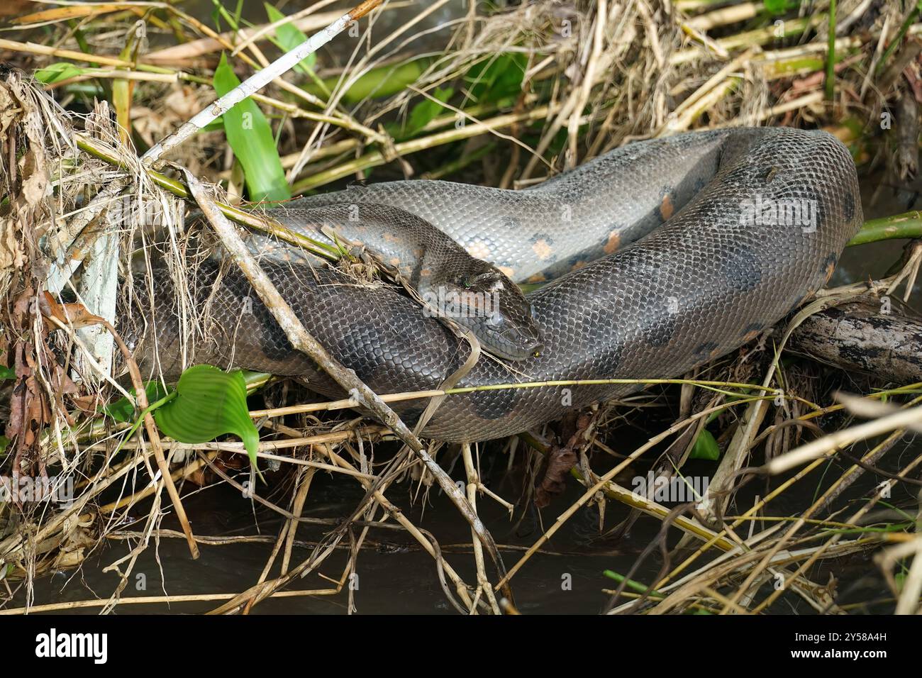 Green anaconda, giant anaconda, Große Anakonda, grand Anaconda ...